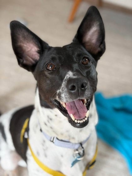 Photo of Clarabelle, adoptable dog in Chamblee, Georgia