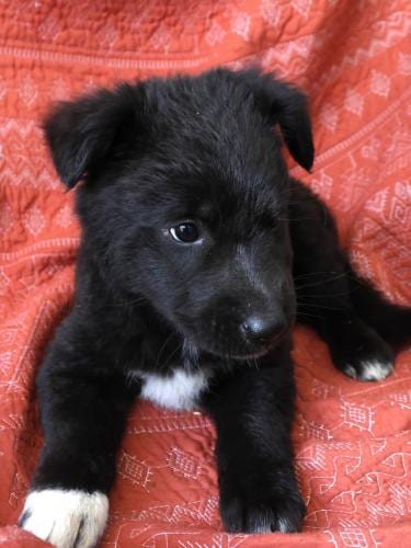 Photo of Santarita, adoptable German Shepherd Dog in Thief River Falls, Minnesota