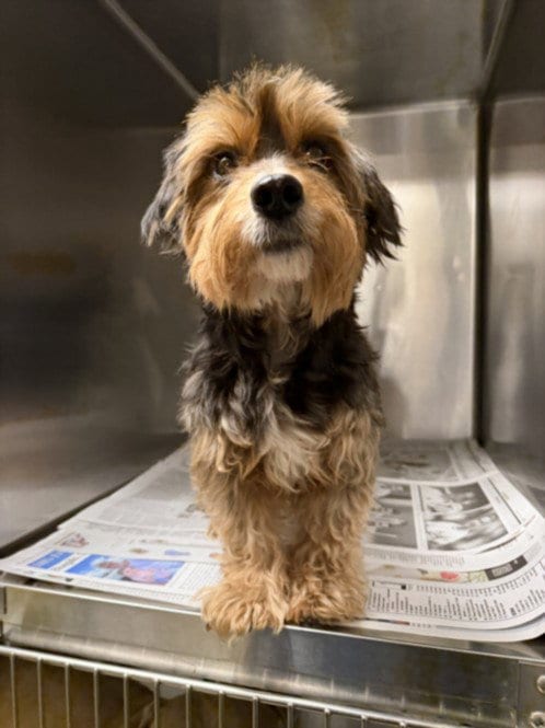 Photo of Osito, adoptable Yorkshire Terrier Yorkie in Van Nuys, California