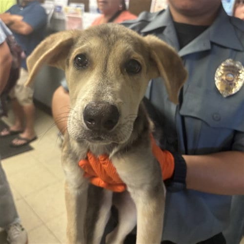Photo of Cera, adoptable German Shepherd Dog in Stockton, California