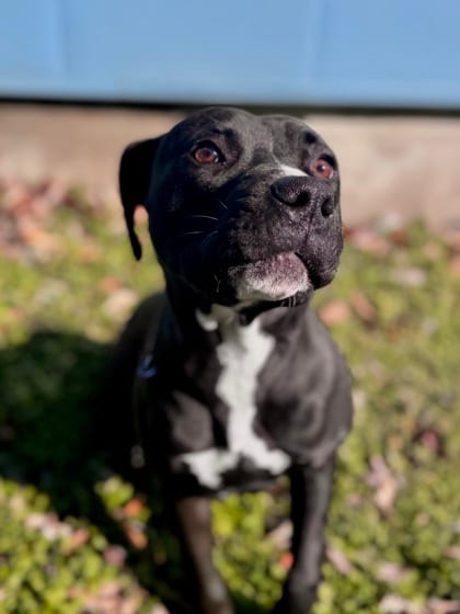 Photo of Dove (Underdog, NLOL Training), adoptable Mixed Breed in New Orleans, Louisiana