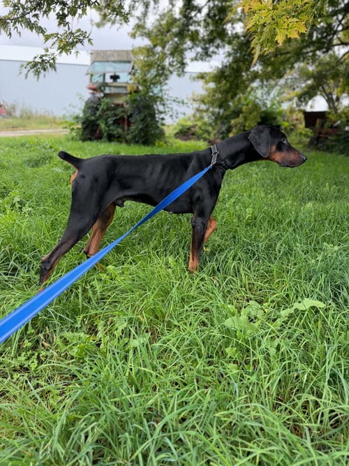 Photo of Logan, adoptable Doberman Pinscher in Buffalo, Minnesota