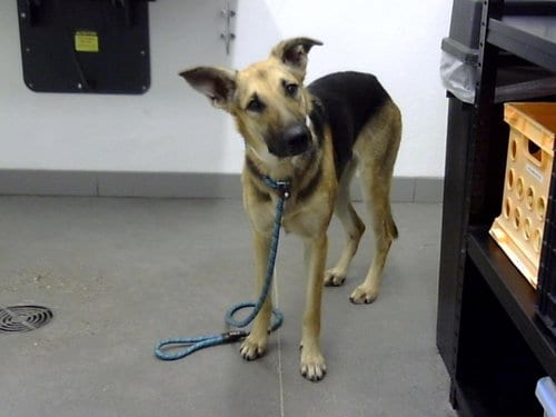 Photo of Bubbles, adoptable German Shepherd Dog in Mesa, Arizona