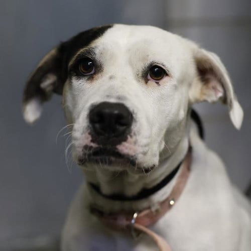 Photo of Sun, adoptable American Staffordshire Terrier in San Antonio, Texas