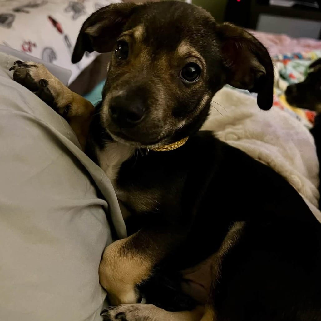 Photo of Valor, adoptable Chihuahua / Mixed Breed (Small) in Alma, Wisconsin
