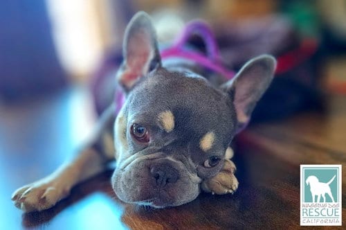 Photo of Squashy Nice, adoptable French Bulldog in Carlsbad, California