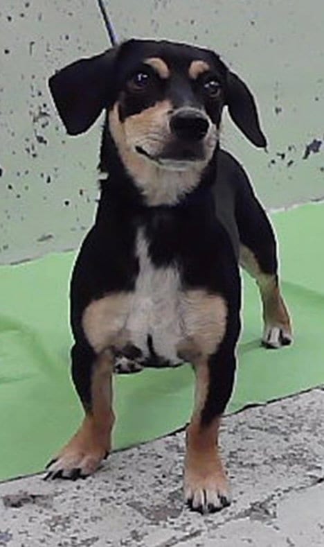 Photo of Knox Oath, adoptable Dachshund in Friendswood, Texas