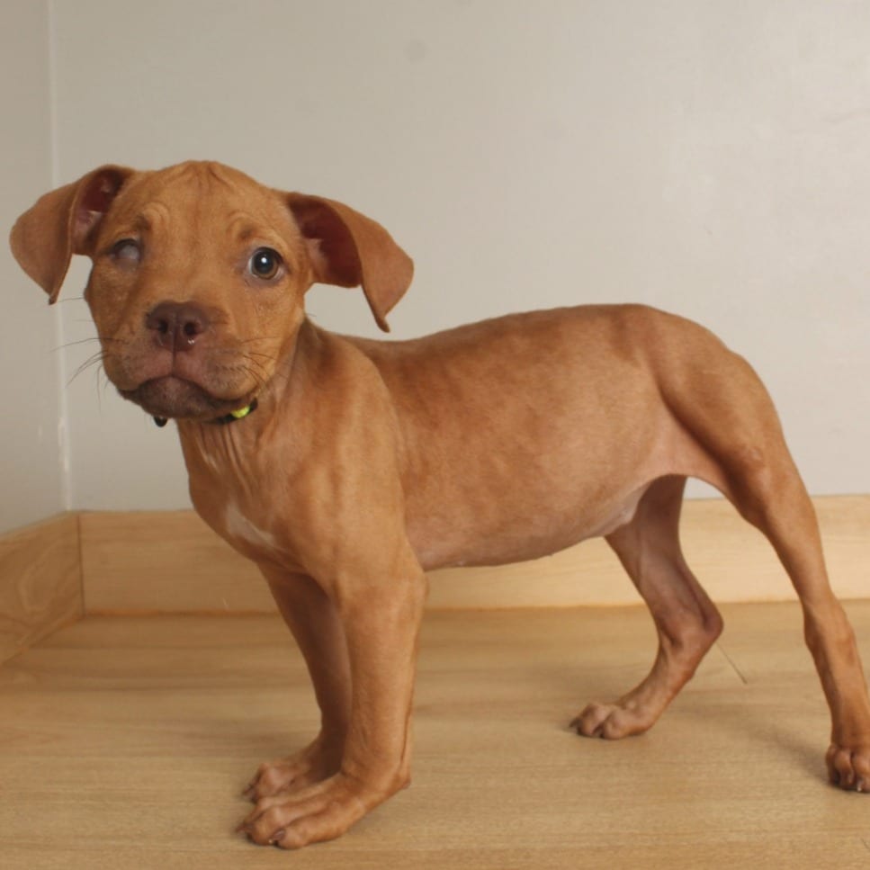 Photo of Ellie D71323, adoptable Terrier, American Pit Bull / Mixed Breed (Medium) in Minnesota, Minnesota