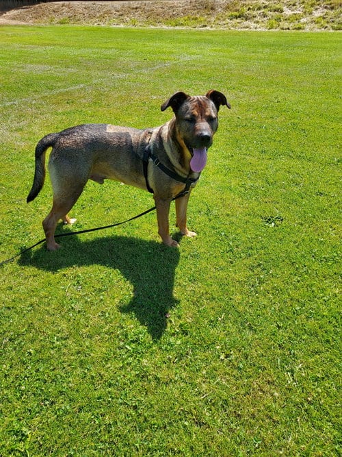 Photo of Max, adoptable German Shepherd Dog in Sequim, Washington