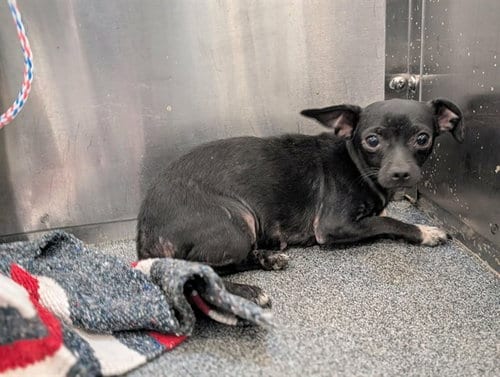 Photo of Chucho, adoptable Chihuahua in Dallas, Texas