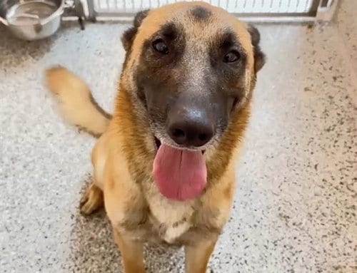Photo of Nikko, adoptable Belgian Shepherd Malinois in Houston, Texas