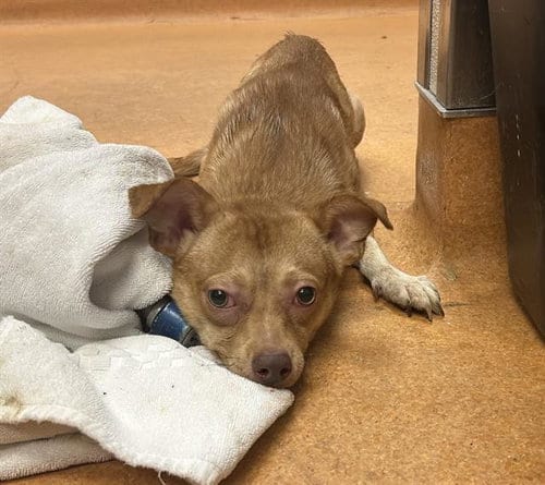 Photo of Bobby, adoptable Chihuahua in Martinez, California