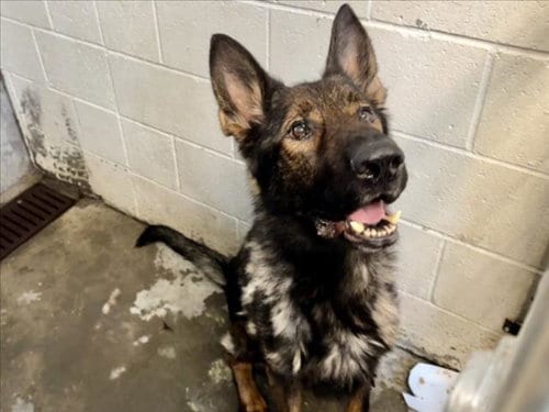 Photo of Theo, adoptable German Shepherd Dog in Los Angeles, California