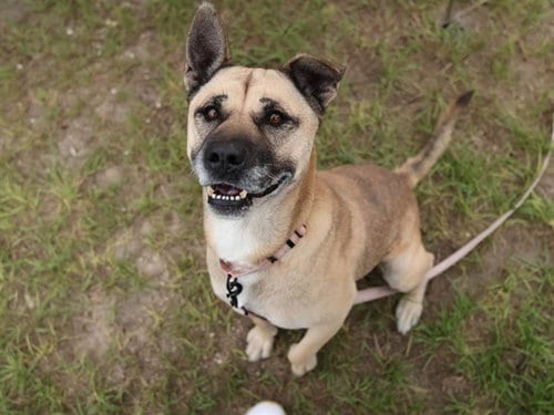 Photo of Lucy, adoptable German Shepherd Dog in Ocala, Florida