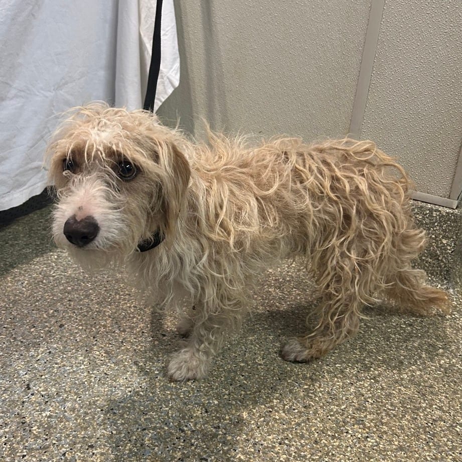 Photo of Lil Snoop - Chino Hills Location, adoptable Terrier
