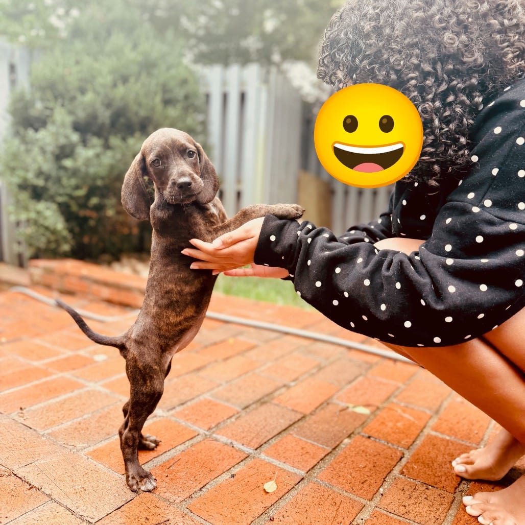 Photo of Rebecca Pup - Bianca, adoptable Hound, Plott / Hound in Fairfax Station, Virginia