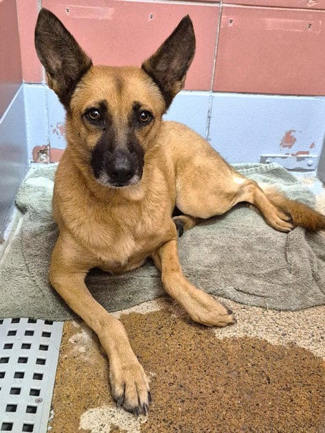 Photo of A2096392, adoptable German Shepherd Dog in Houston, Texas