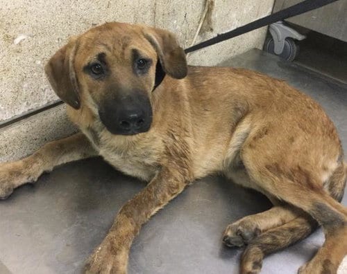 Photo of Ramen, adoptable German Shepherd Dog in Riverside, California