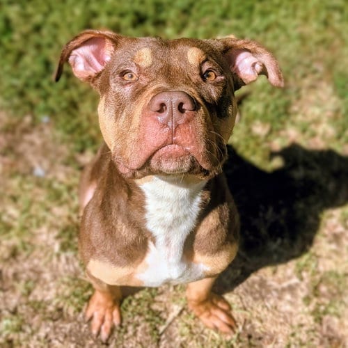 Photo of Lewis, adoptable Pit Bull Terrier in Oakland, California