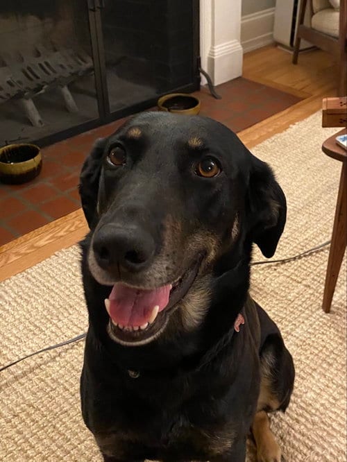 Photo of Lucy, adoptable Doberman Pinscher in Stafford, Virginia