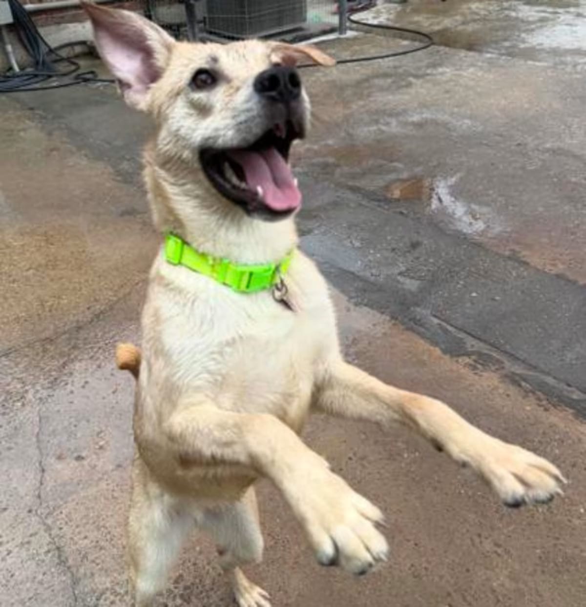 Photo of Velma, adoptable Labrador Retriever in New Orleans, Louisiana