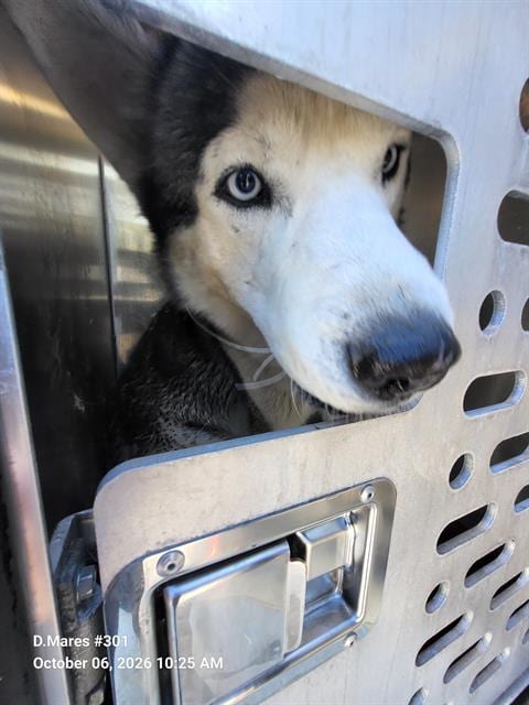 Photo of Wombat, adoptable Husky in San Antonio, Texas