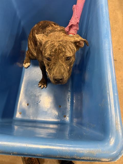 Photo of Pantera, adoptable Mixed Breed