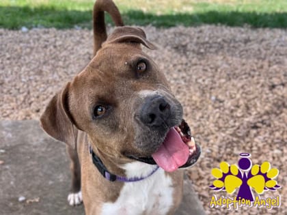 Photo of Earl, adoptable dog in Georgetown, Texas