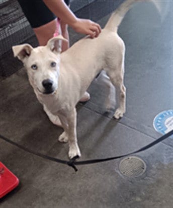Photo of Paco, adoptable Siberian Husky in Los Angeles, California