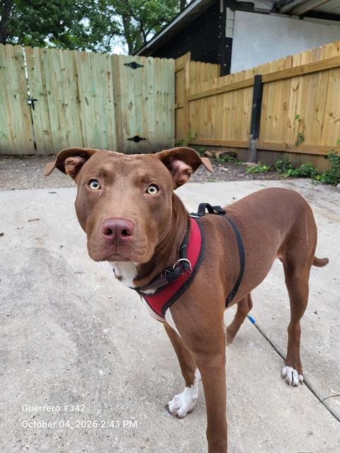 Photo of Lucian, adoptable American Staffordshire Terrier in San Antonio, Texas