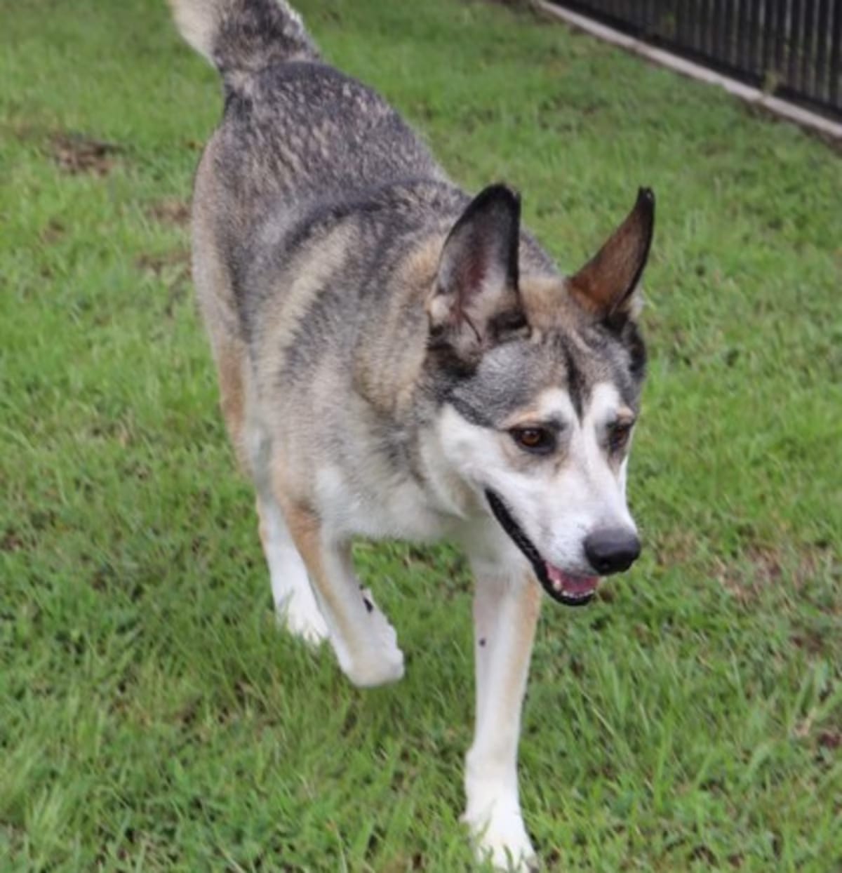 Photo of Prince, adoptable Husky in New Orleans, Louisiana