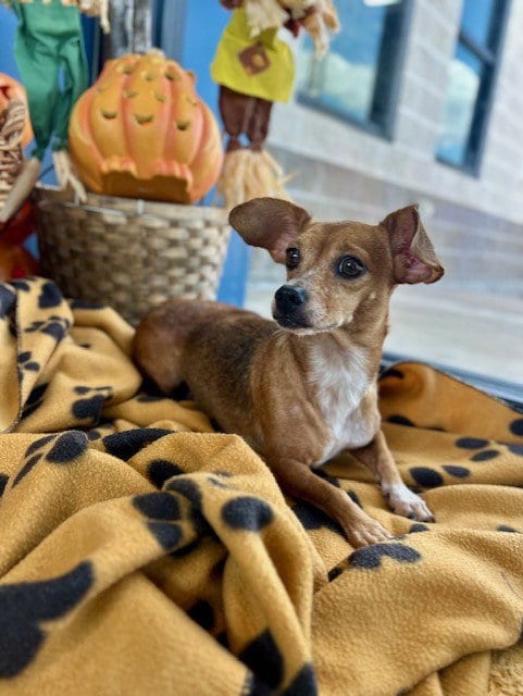 Photo of Penny, adoptable Chihuahua in Temple, Texas