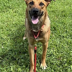 Photo of Shinie, adoptable German Shepherd Dog in Carmel, New York