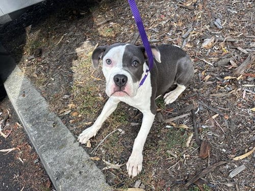 Photo of Tango, adoptable Pit Bull Terrier in Fairfield, California