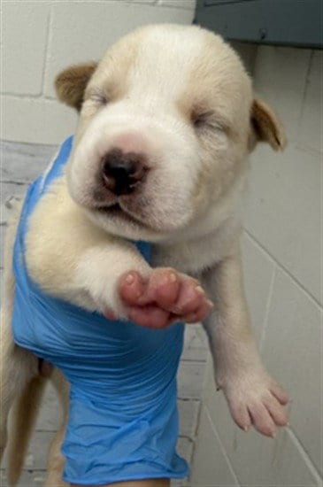 Photo of Mars, adoptable Pit Bull Terrier in San Bernardino, California