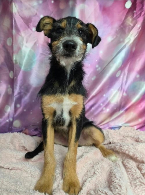 Photo of Frizzy, adoptable Schnauzer in Sedalia, Colorado