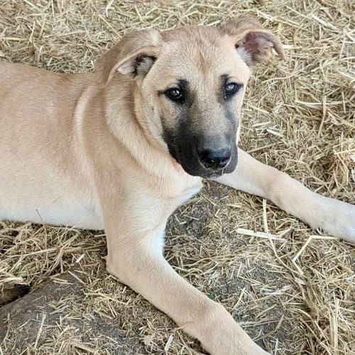 Photo of Yoko, adoptable Belgian Shepherd Malinois in Yreka, California
