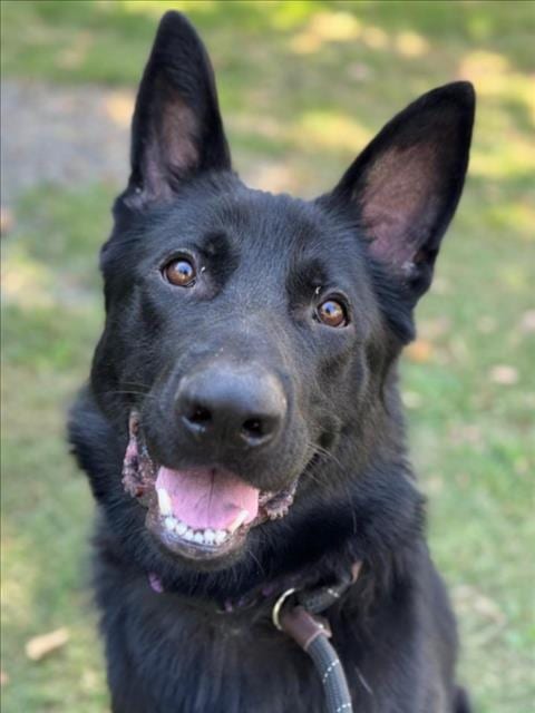 Photo of Onyx, adoptable German Shepherd Dog in Woodland, California