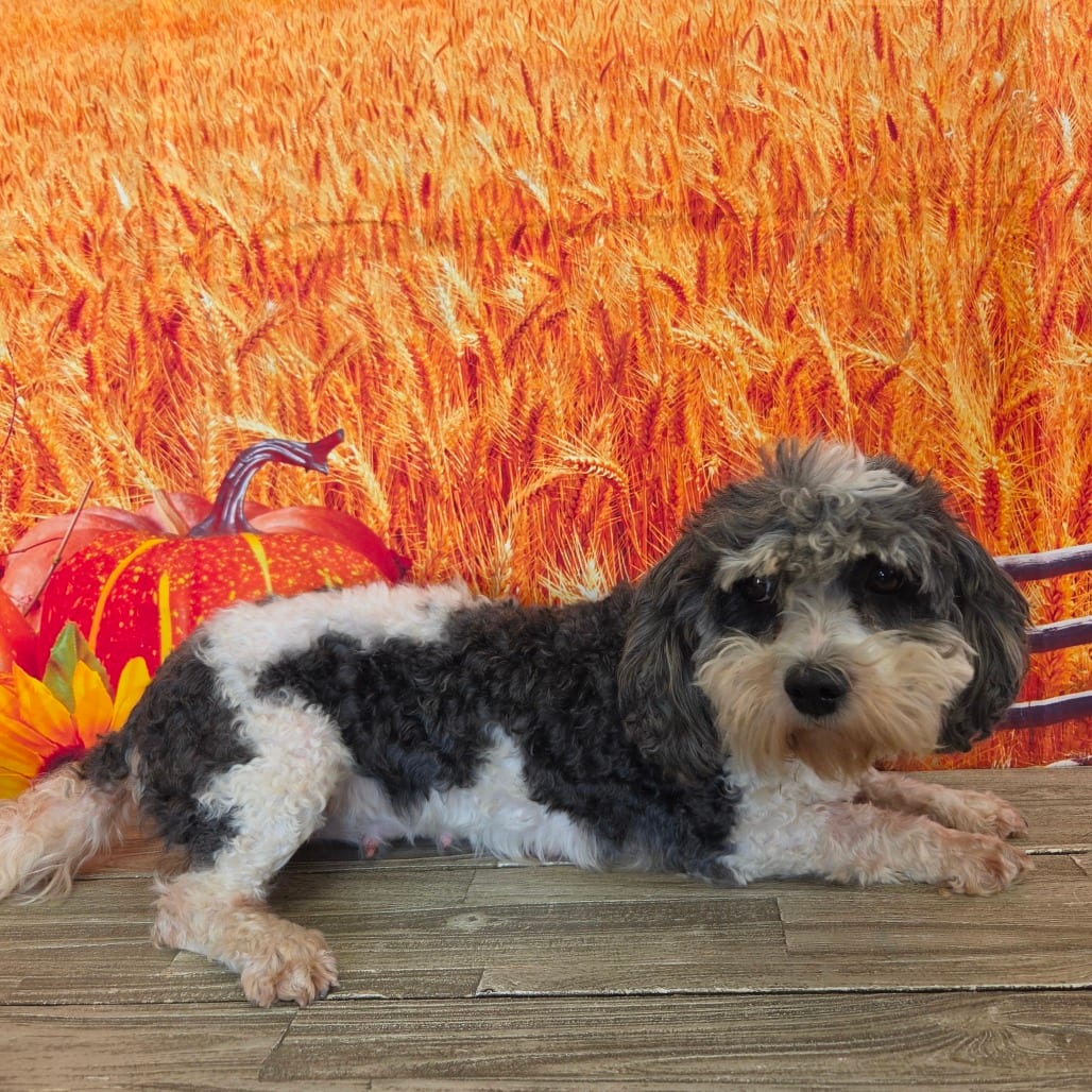Photo of Honeydew, adoptable Spaniel, Cavalier King Charles / Poodle in Normal, Illinois