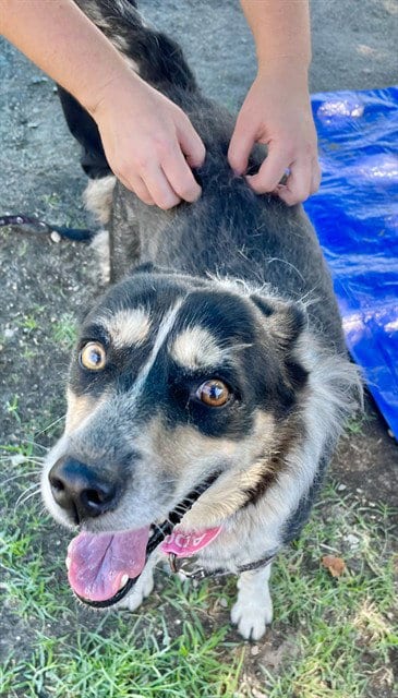 Photo of Meiko, adoptable Australian Shepherd in San Bernardino, California