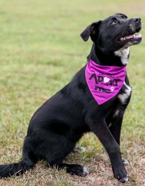 Photo of Lilli, adoptable Australian Shepherd in Milner, Georgia