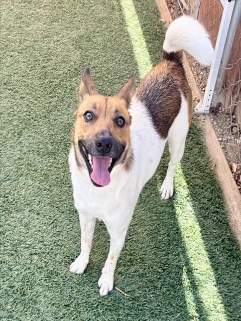 Photo of Buttercup, adoptable Queensland Heeler in Salinas, California
