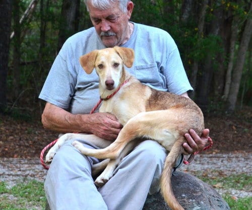Photo of Hazel, adoptable Labrador Retriever in Willingboro, New Jersey