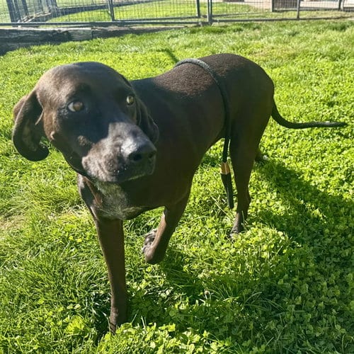 Photo of Gabby, adoptable Redbone Coonhound in Pueblo, Colorado