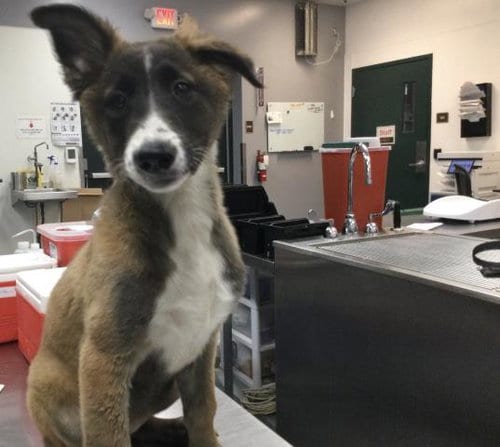 Photo of A1941051, adoptable Belgian Shepherd Malinois in Thousand Palms, California