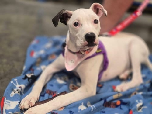 Photo of Marshmallow, adoptable Labrador Retriever in St. Louis, Missouri