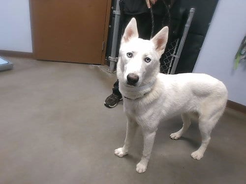 Photo of Angel, adoptable Husky in Phoenix, Arizona