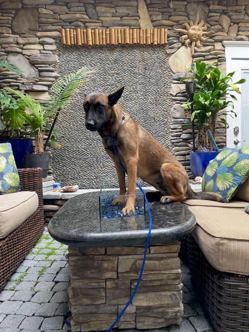 Photo of Molly - located in NE, adoptable Belgian Shepherd Malinois in Imlay City, Michigan