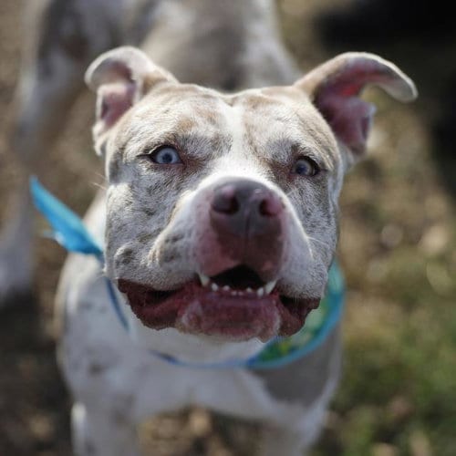 Photo of Cali, adoptable American Staffordshire Terrier in San Antonio, Texas