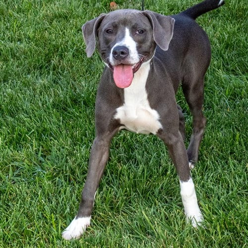 Photo of Jinx, adoptable Pointer in Maryland, Missouri